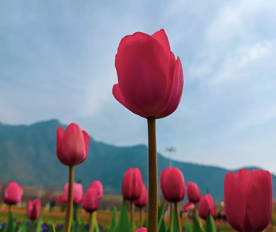 Spring in Kashmir