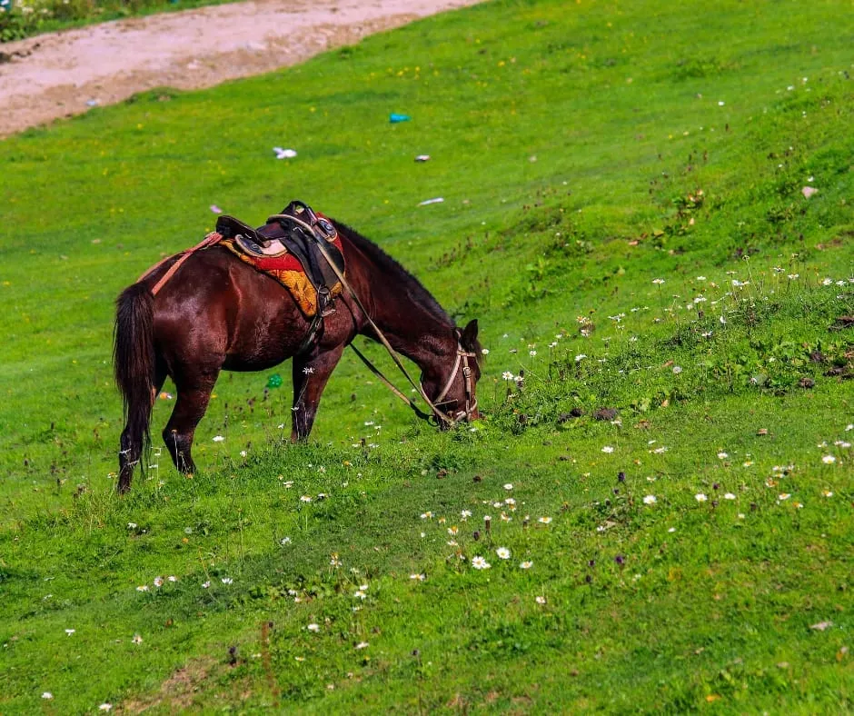 Summer in Kashmir